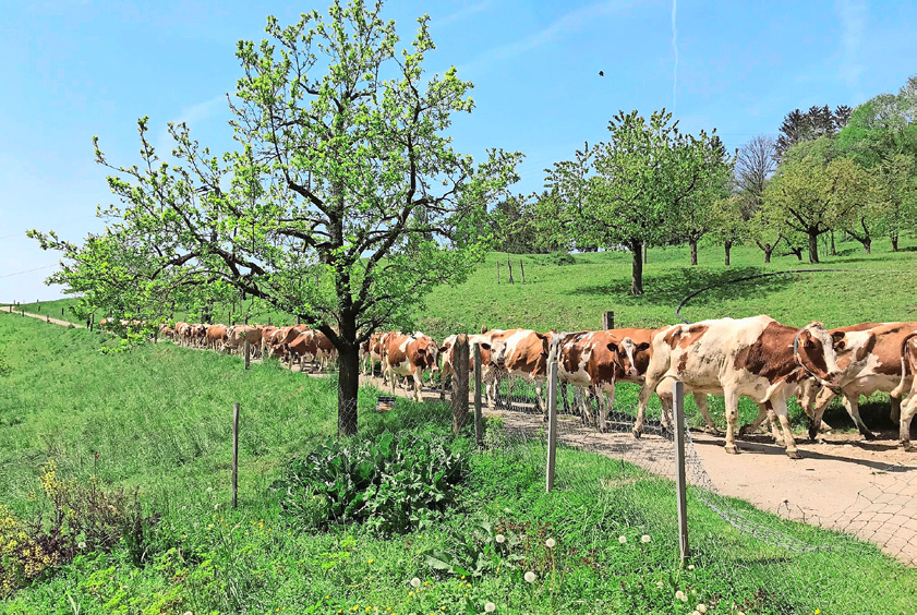 Frühlingstagung IG Weidemilch 30.04.2024